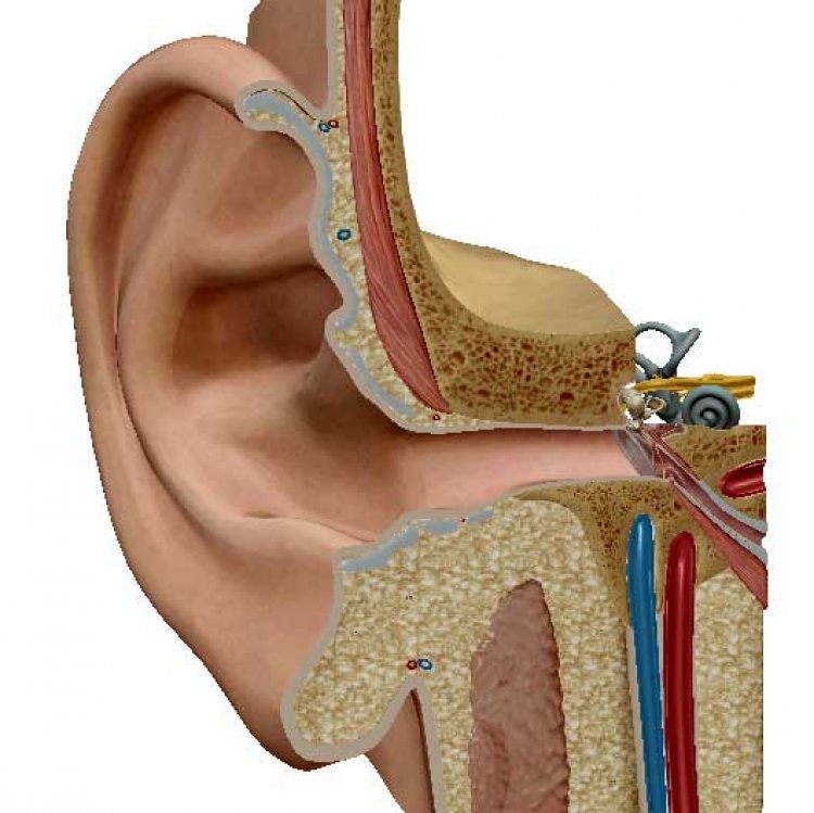 Xylitol and middle ear inflammation in children